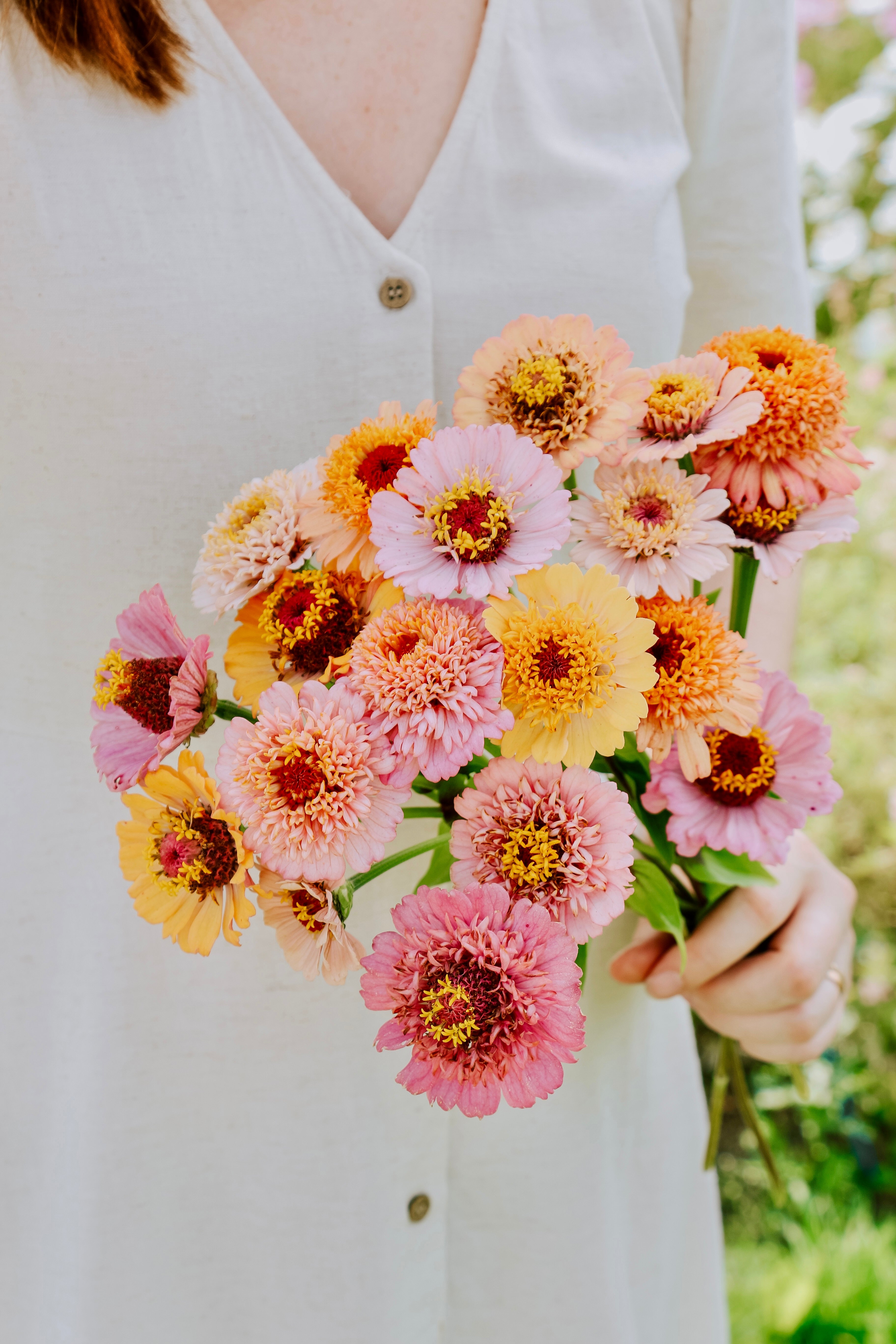 Zinnia elegans 'Cresto! Peaches & Cream'-Angelo