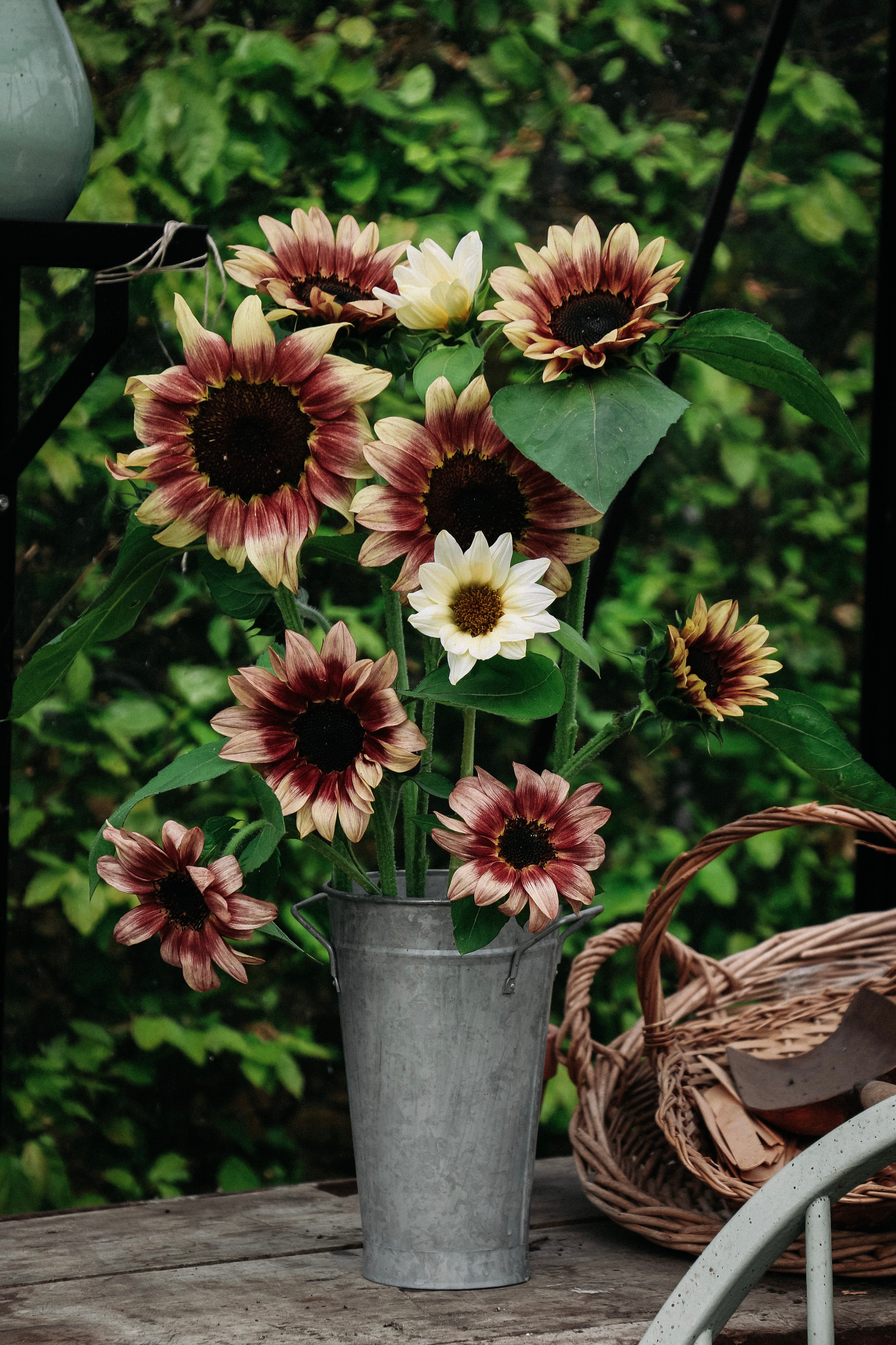 Collectie: zonnebloemen