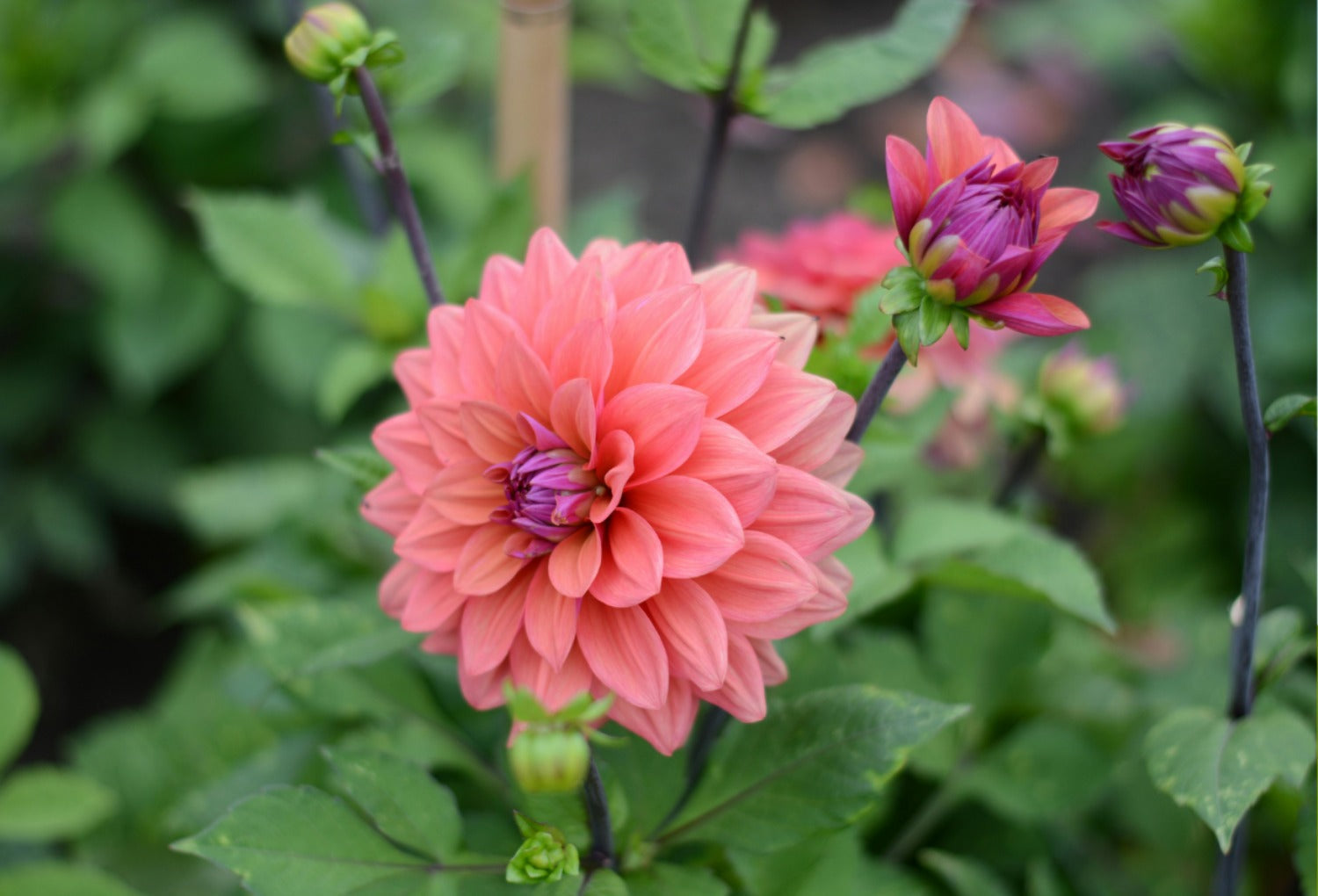 dahlia in de tuin