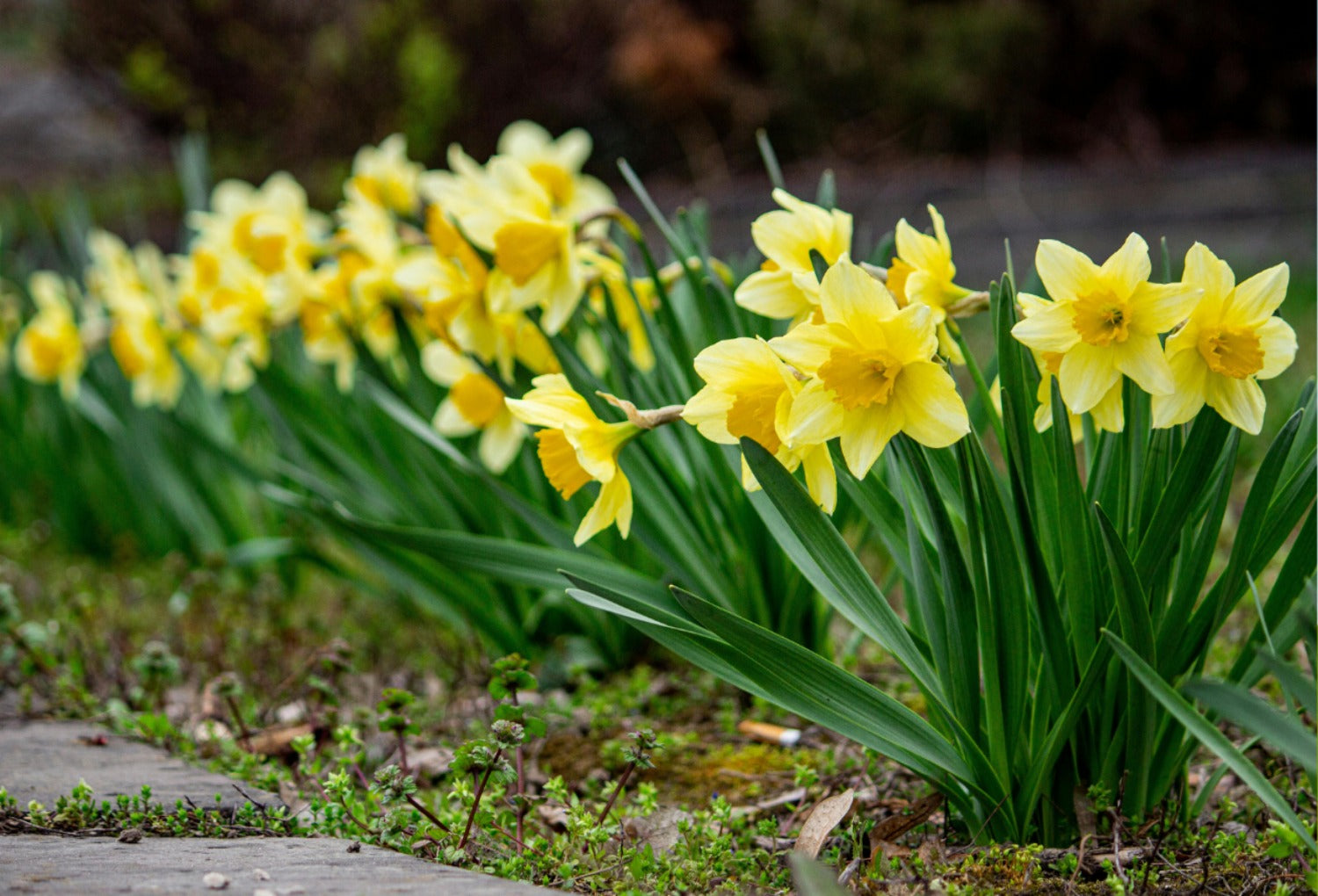 narcissen in de tuin