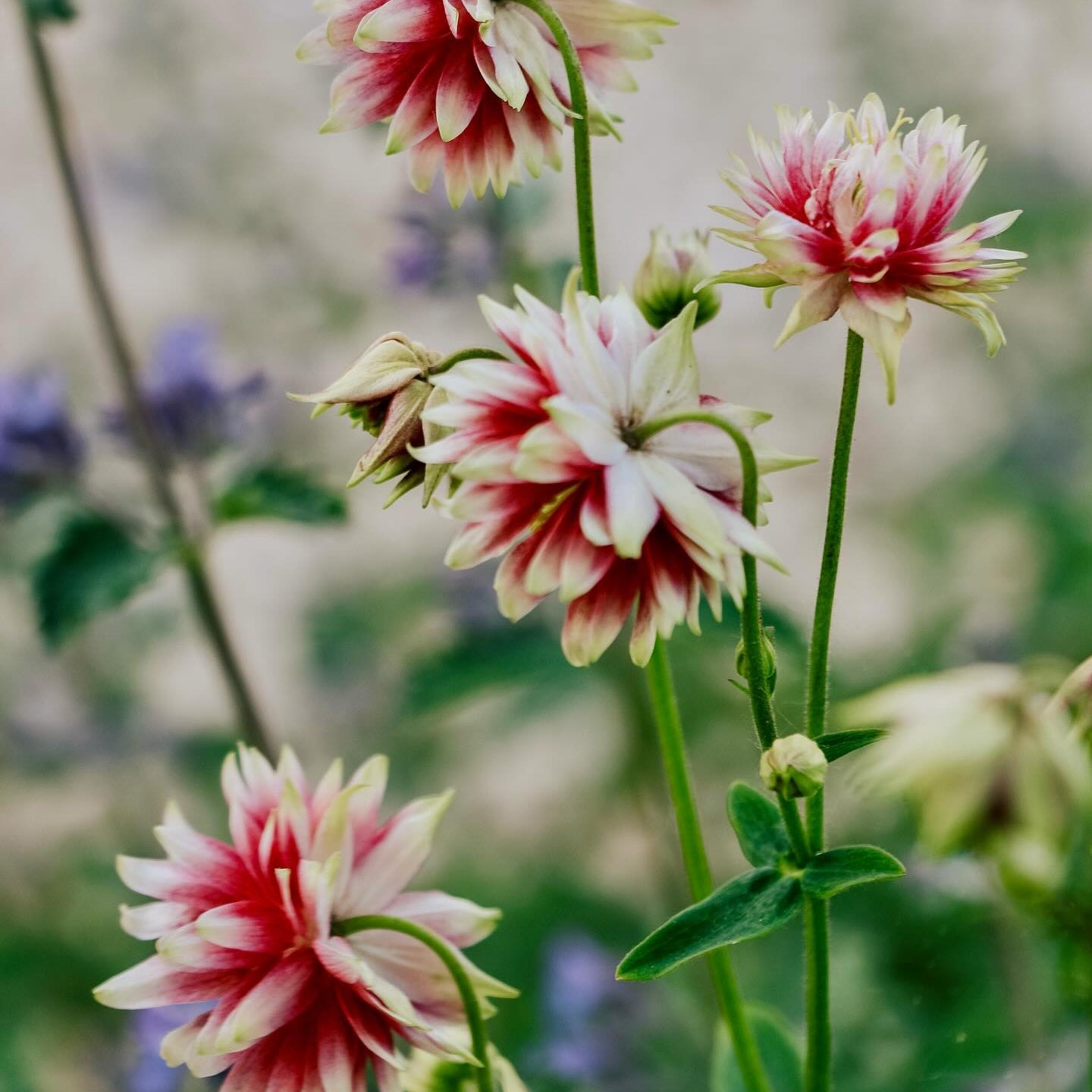 Aquilega vulgaris 'Nora Barlow'