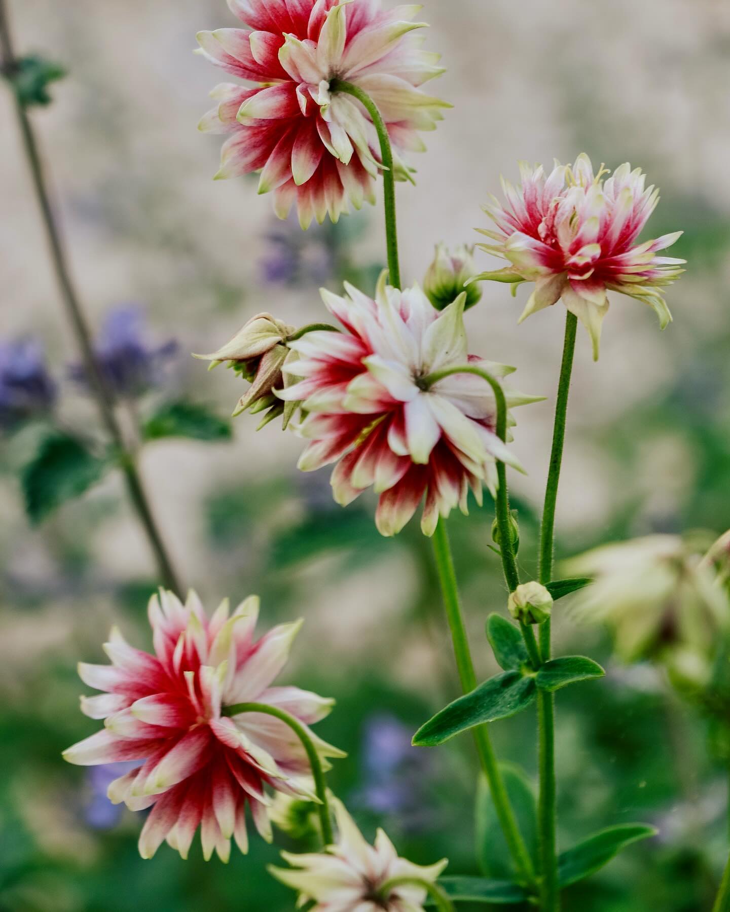 Aquilega vulgaris 'Nora Barlow'