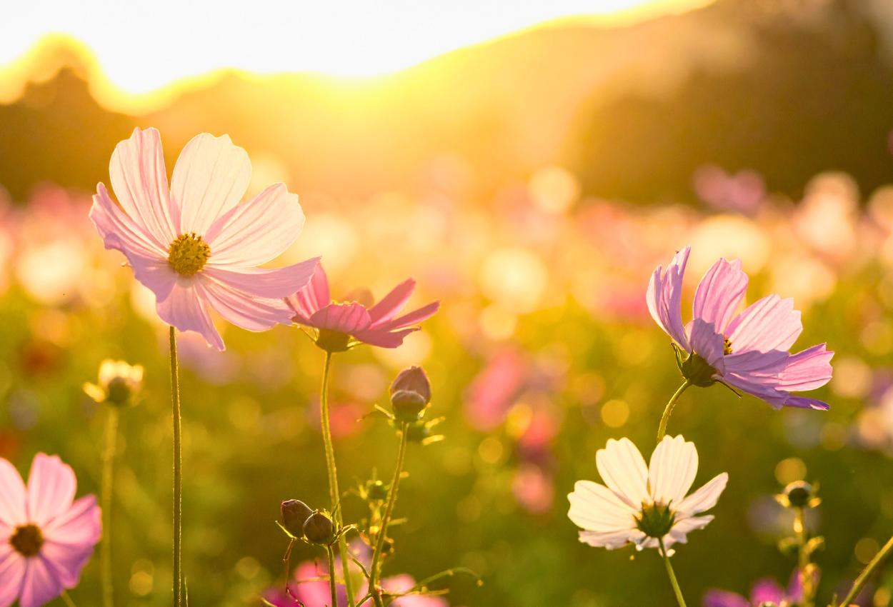 Cosmos in de zon