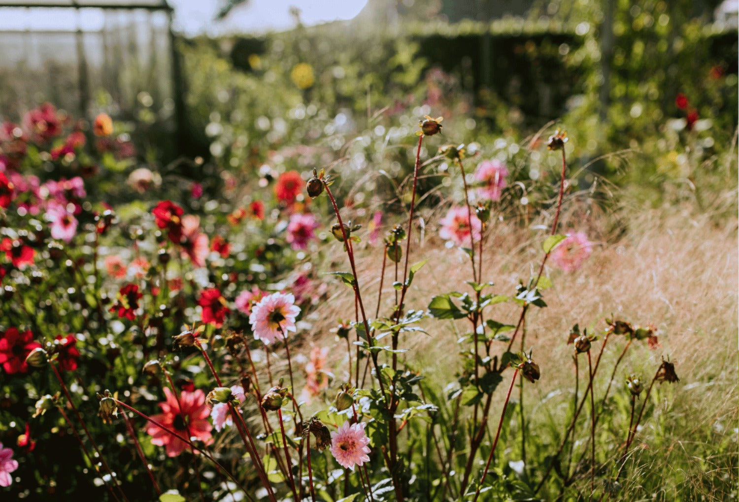 kleur in de tuin