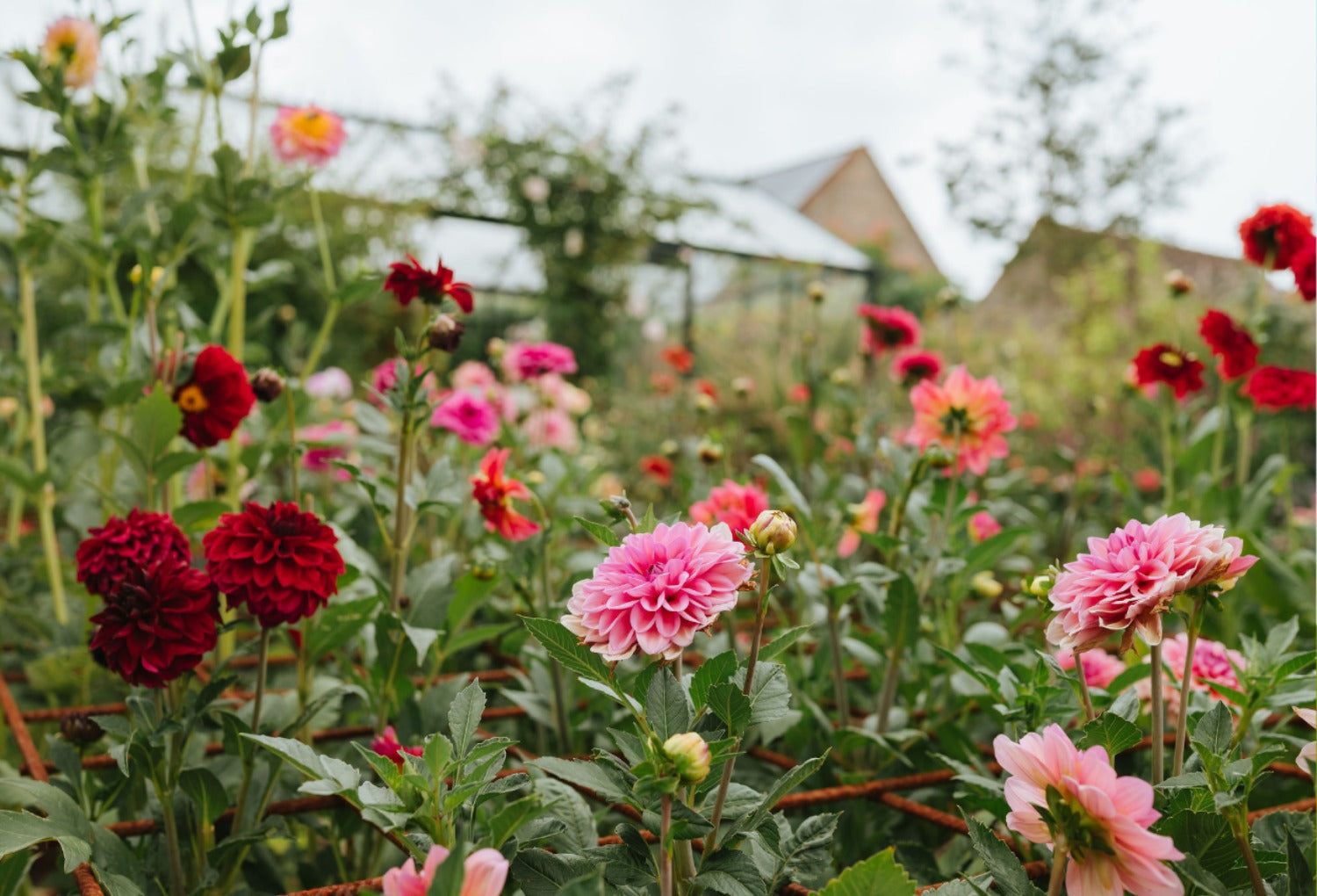 dahlia's bloeien in tuin