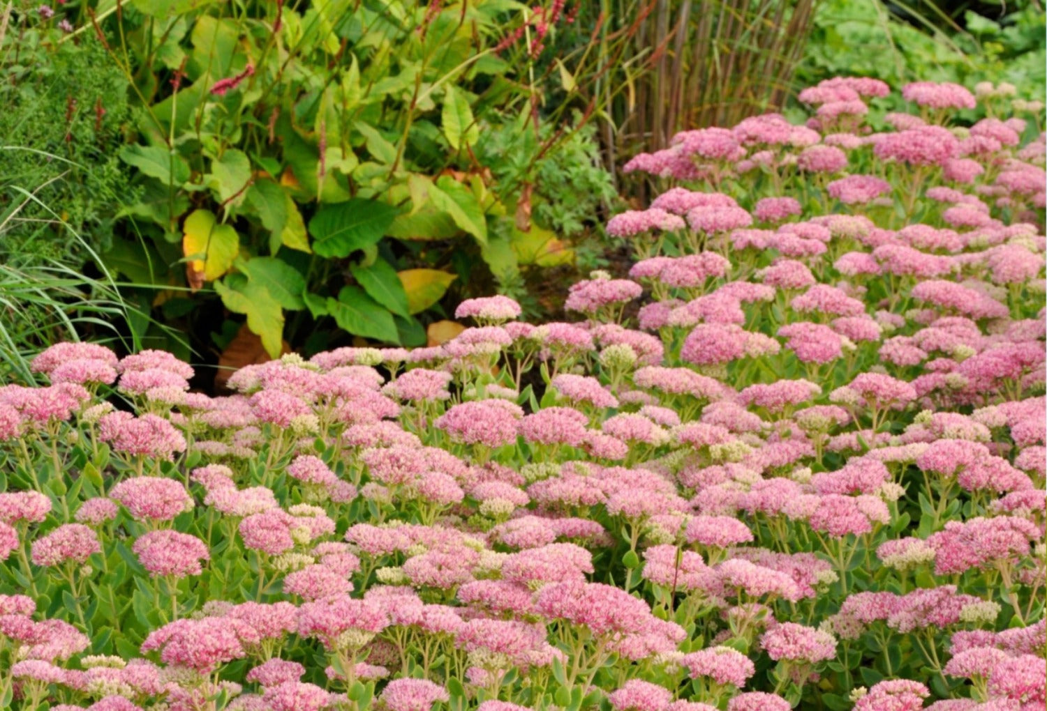 Tuin met veel Sedum Herbstfreude