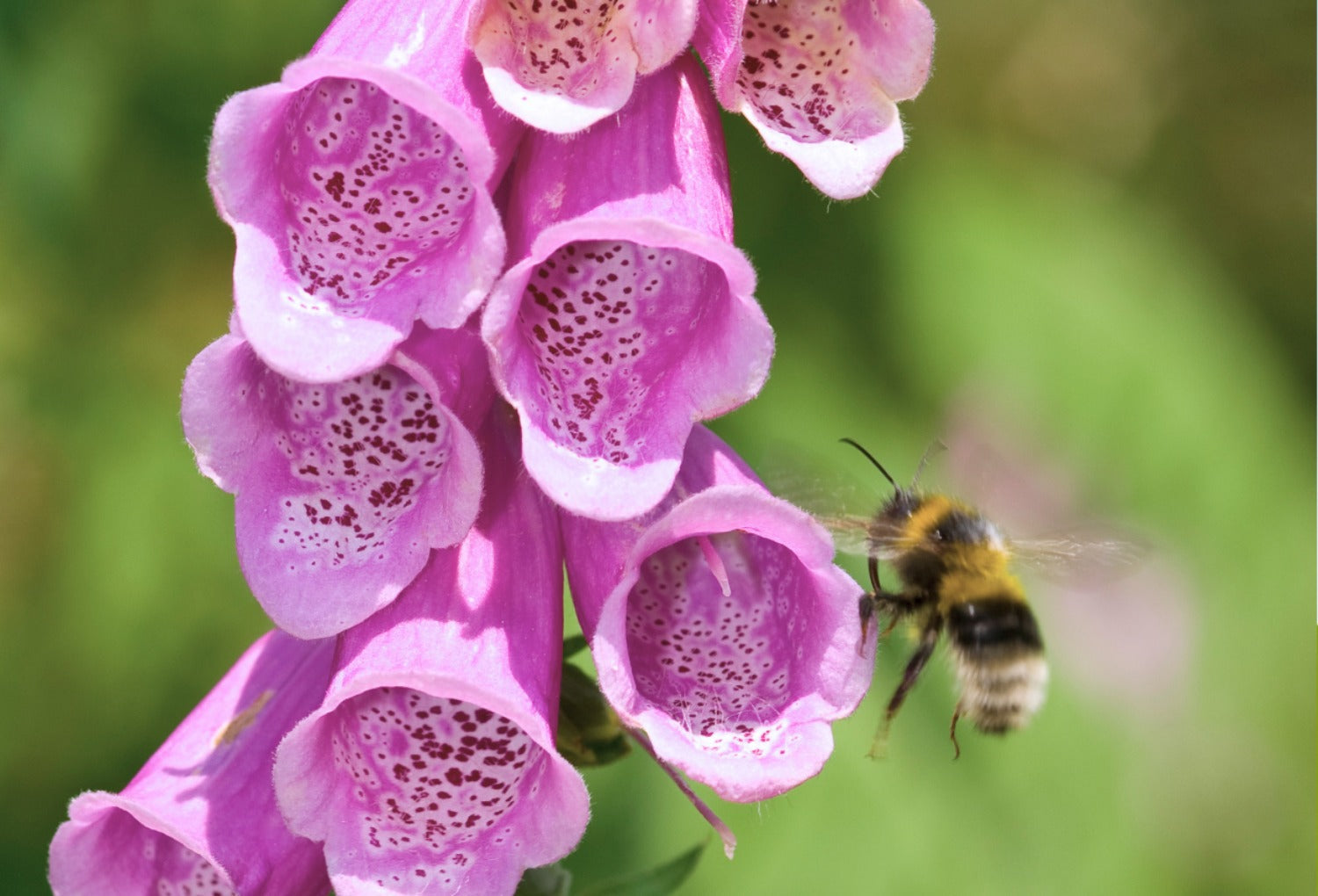 bij bij vingerhoedskruid (digitalis)