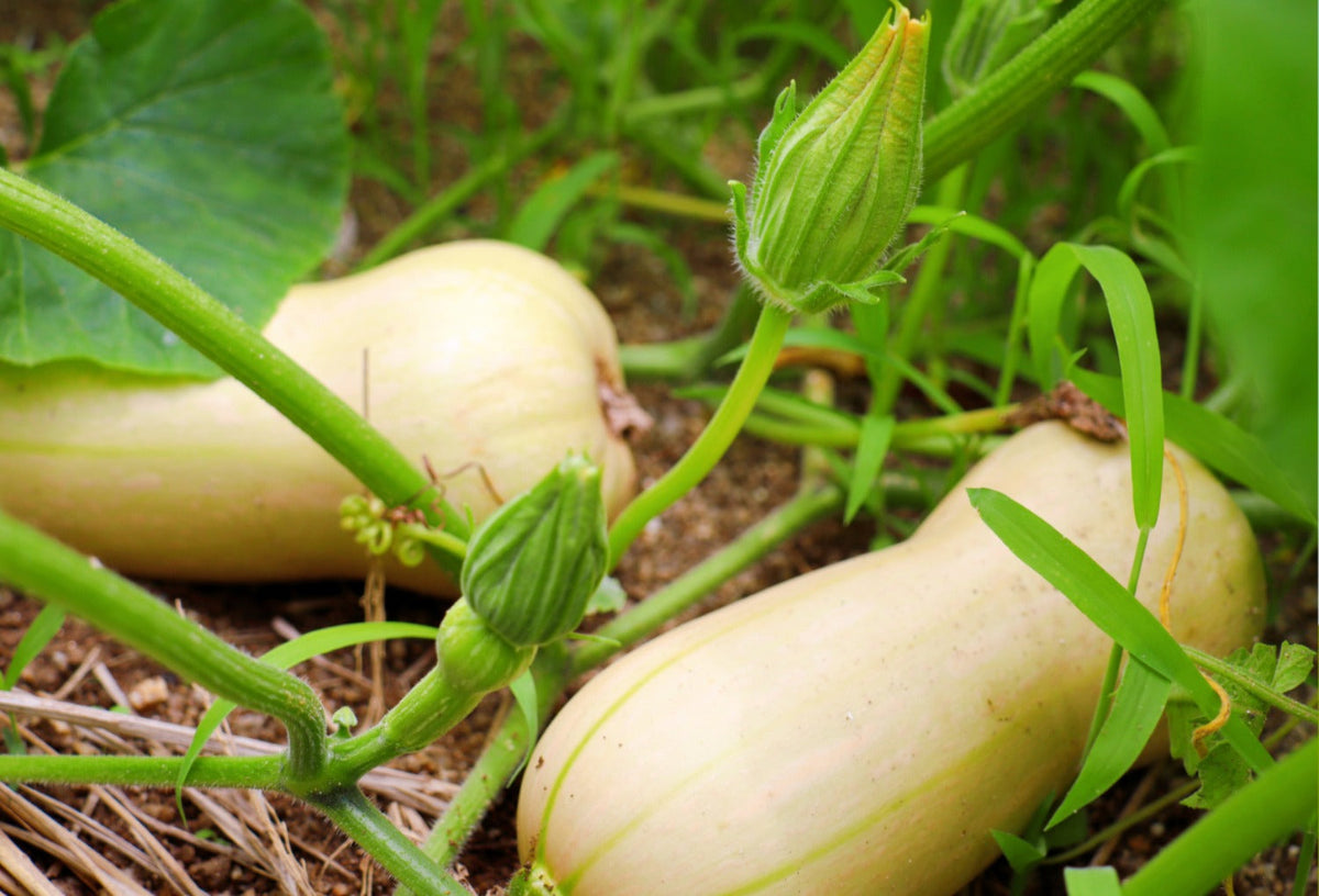 butternut plant