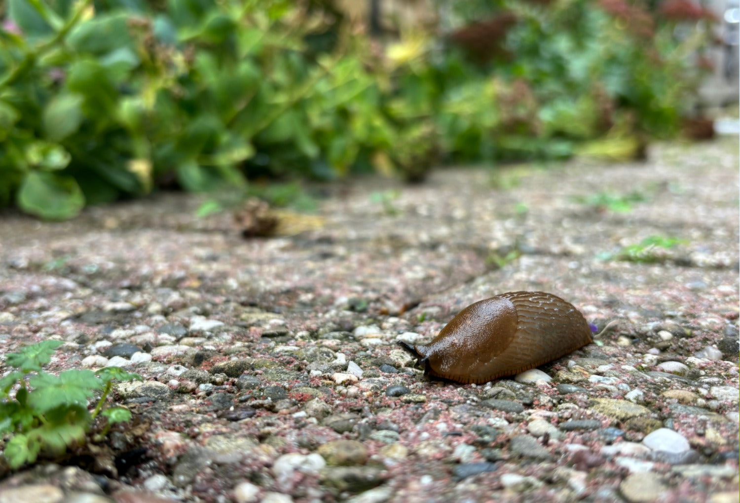 slak in tuin