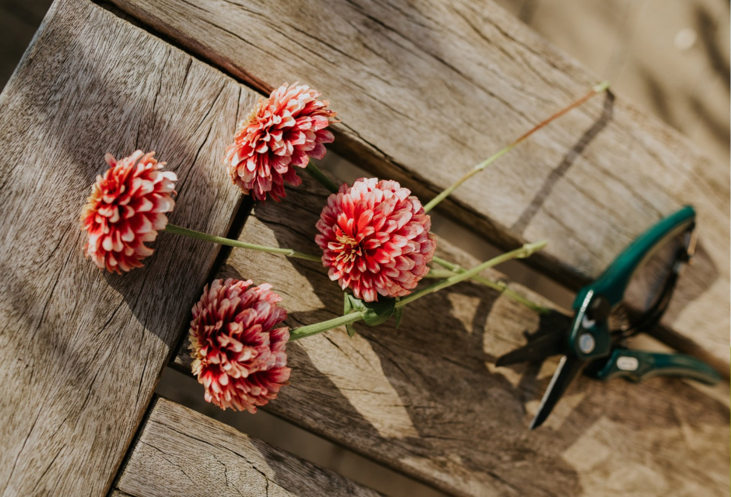 dahlia's plukken