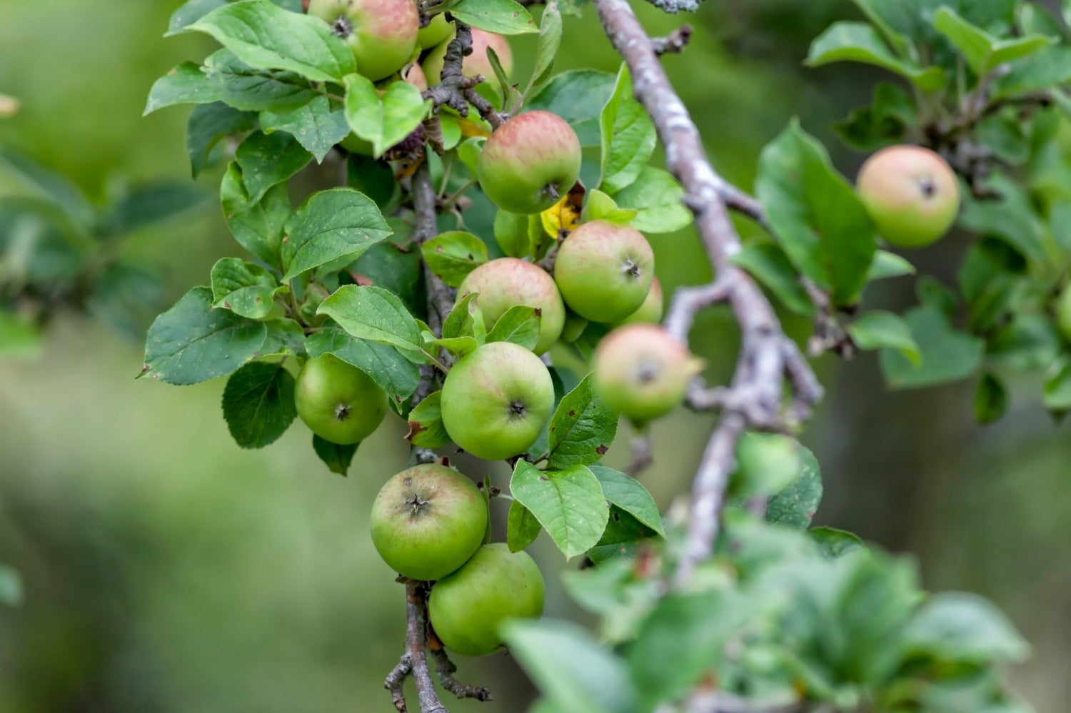 Appelboom met appels om te plukken