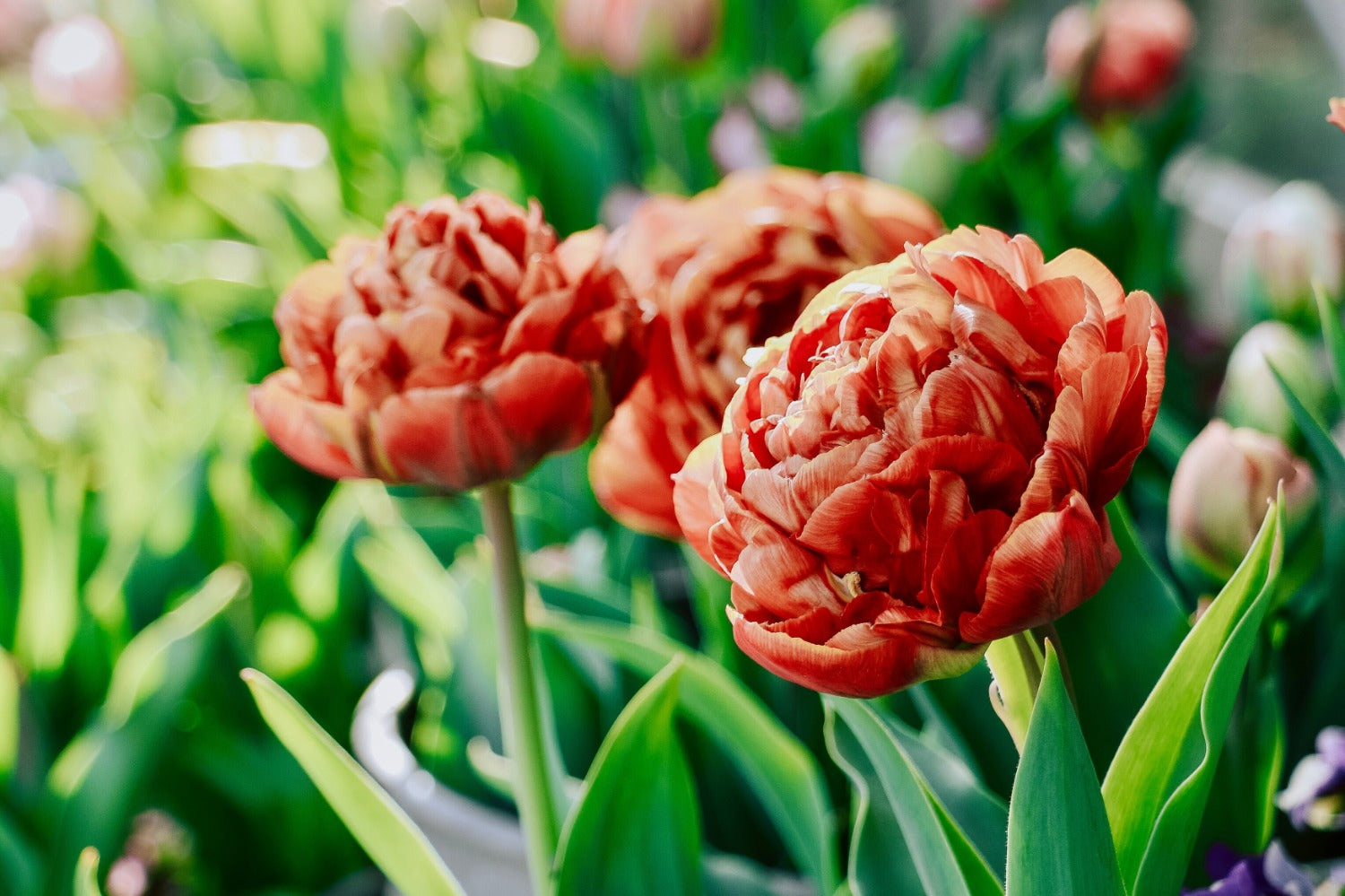 Tulpen in de tuin 