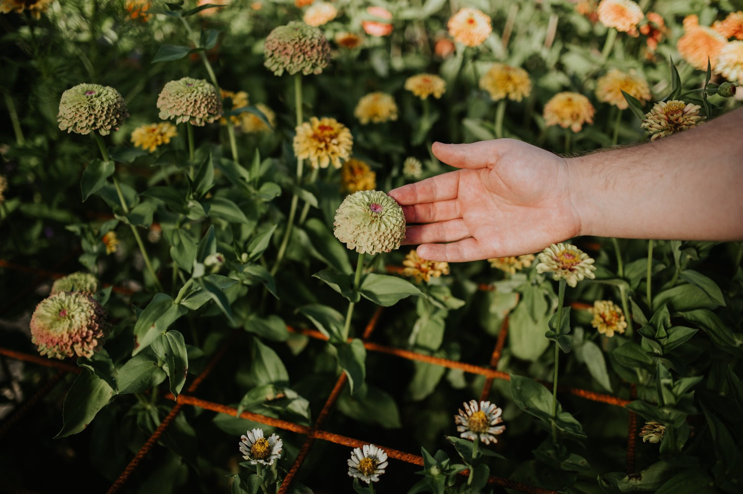 bloemen ondersteunen met gaas