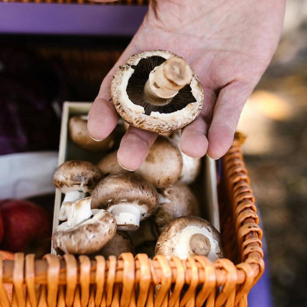 hand met champignon om zelf te kweken