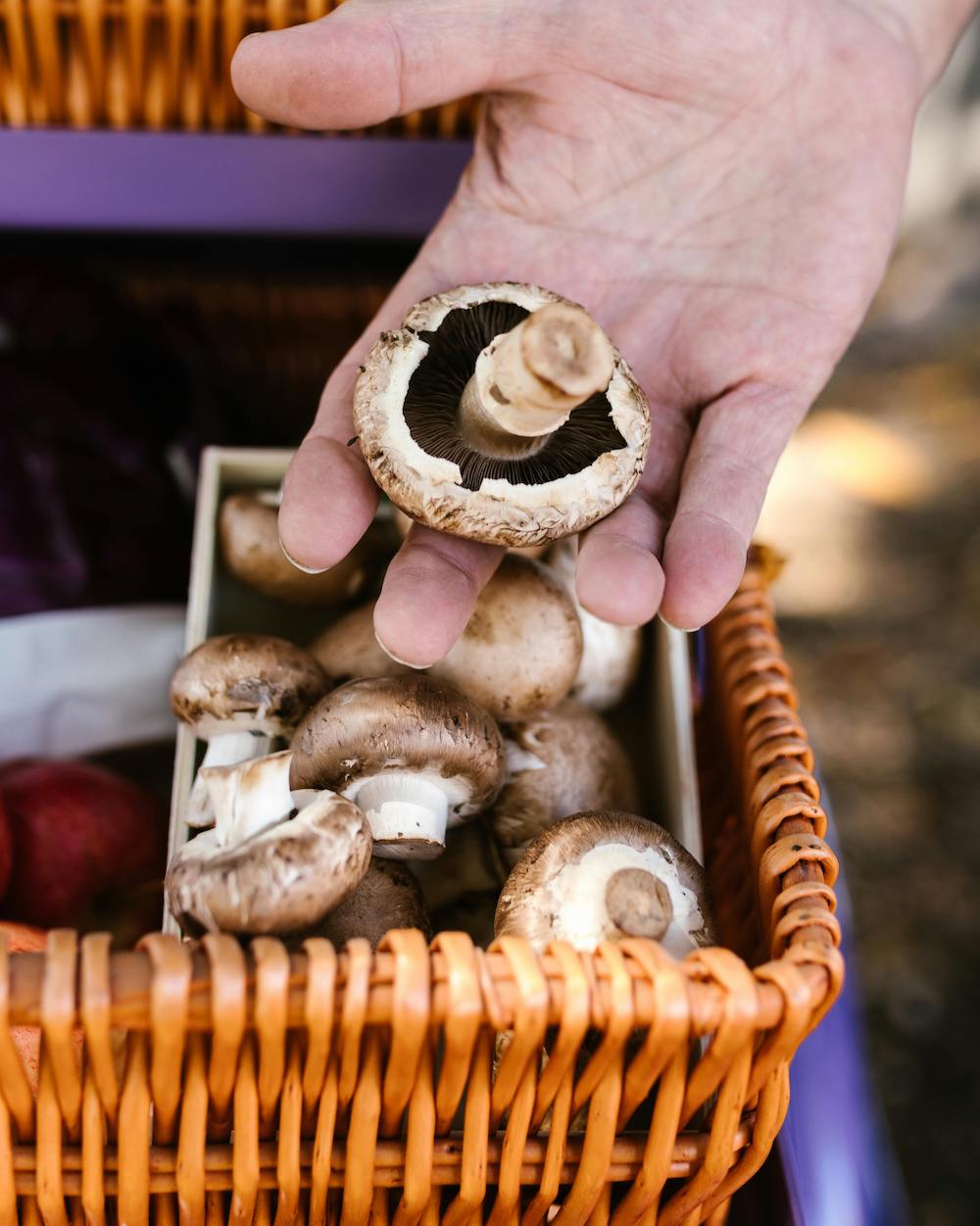 hand met champignon om zelf te kweken