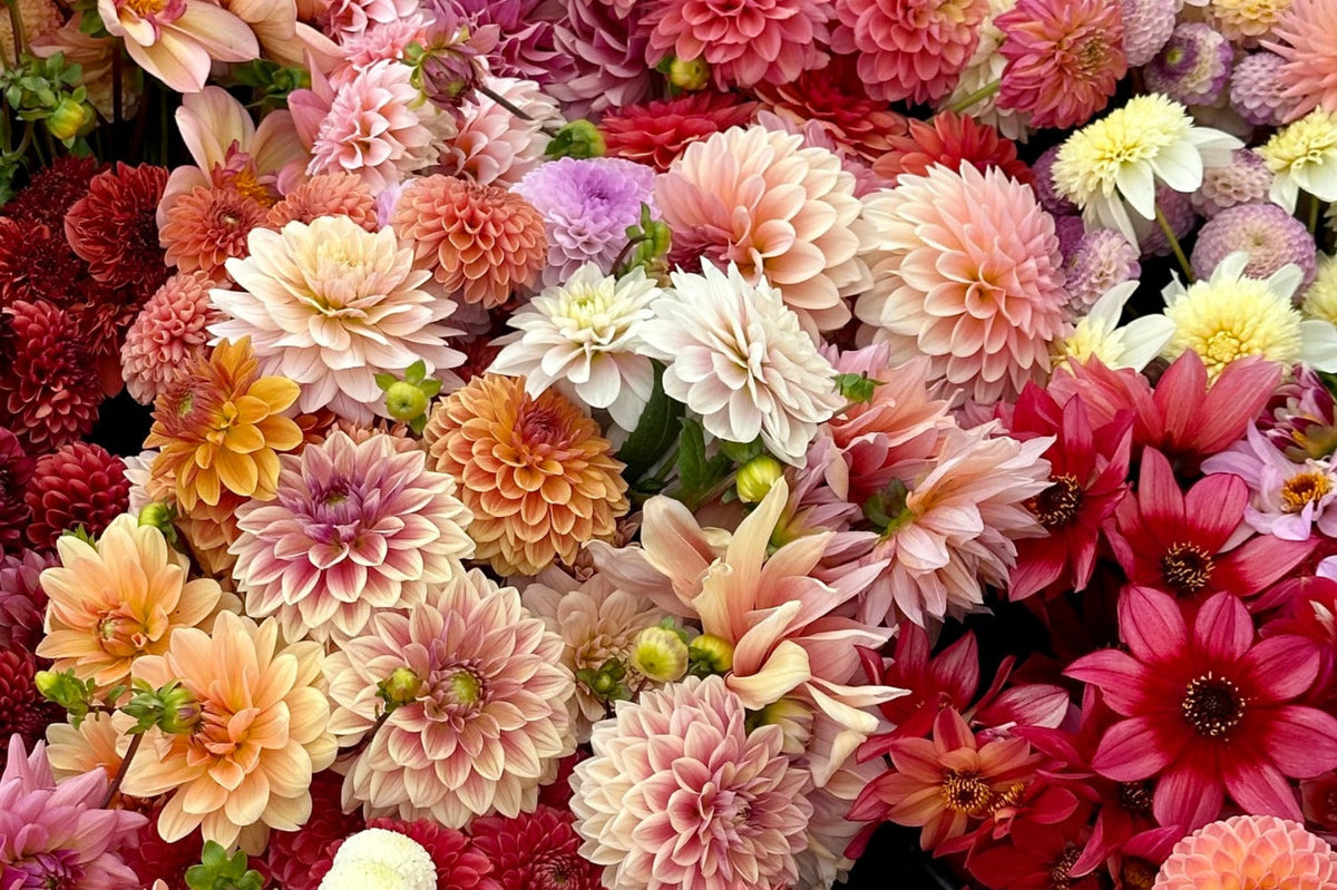 Dahlia's