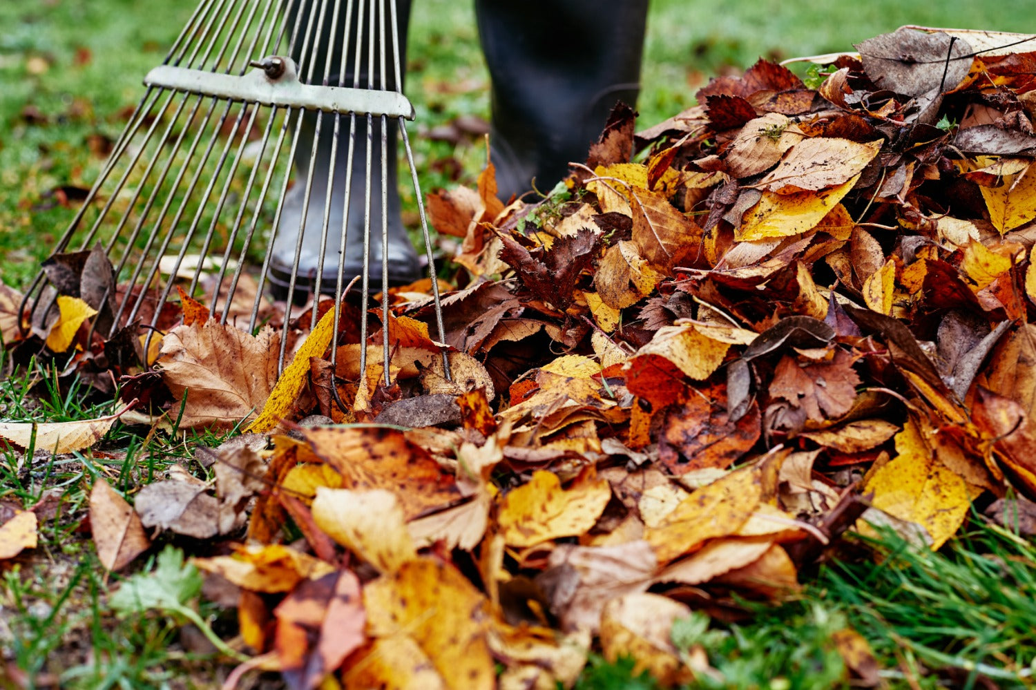 Tuinieren in de herfst met een hark en een hoop kleurrijke bladeren.