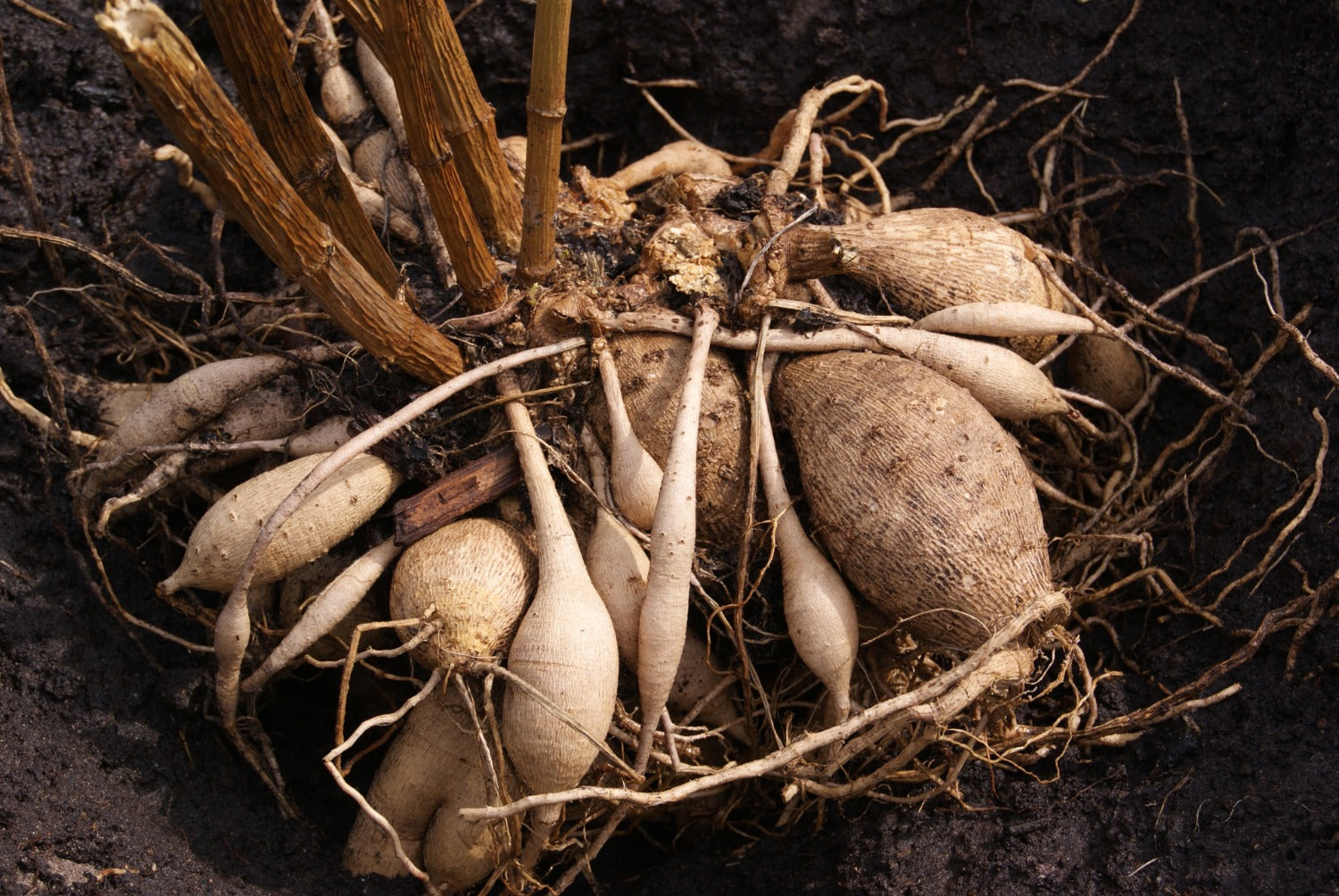 dahliaknollen planten in mei