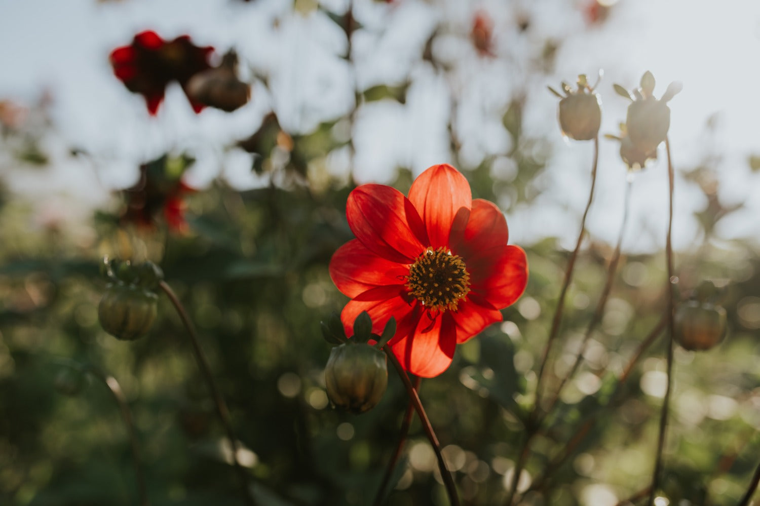 dahlia's zaaien in de tuin