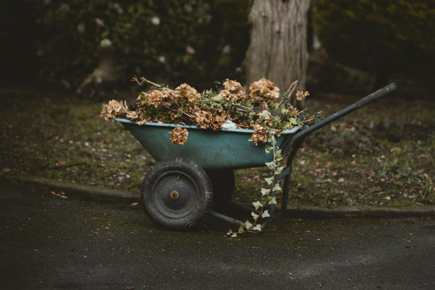 Kruiwagen met tuinafval van snoeien