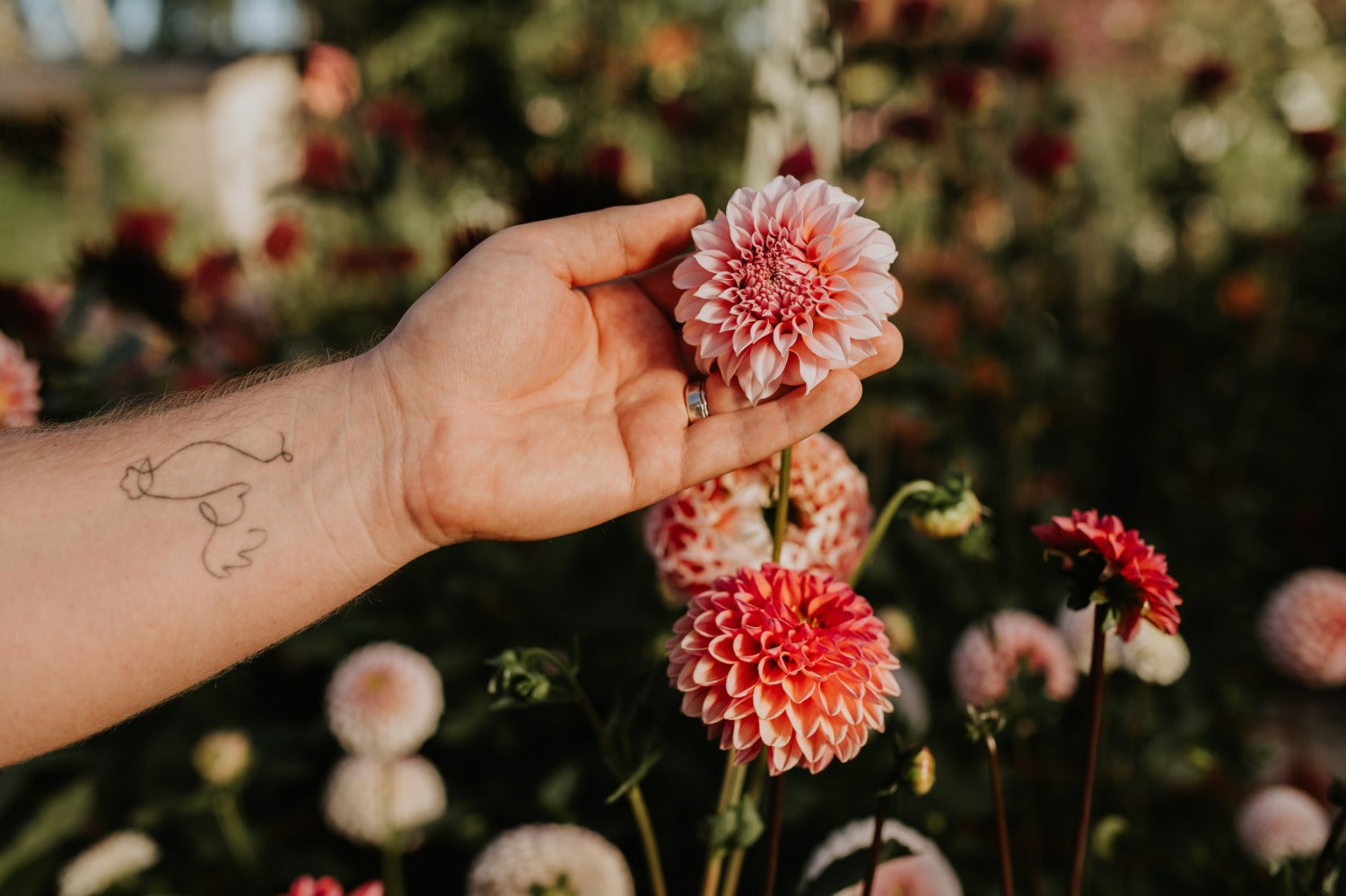 koop de mooiste dahlia's