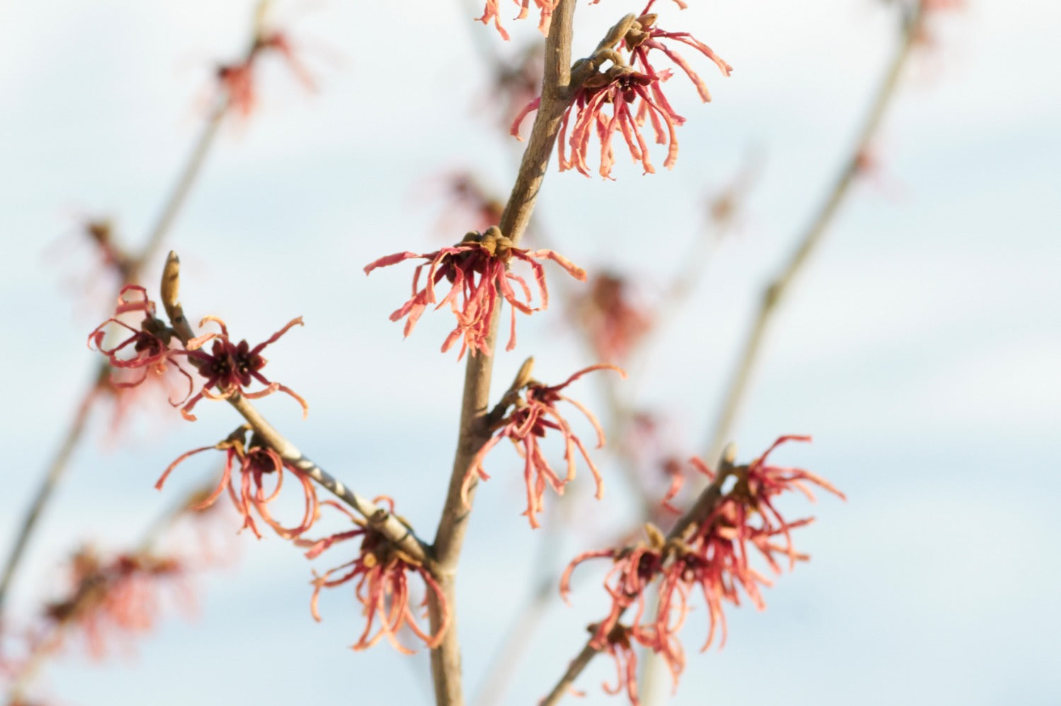 Hamamelis or witch hazel in bloom