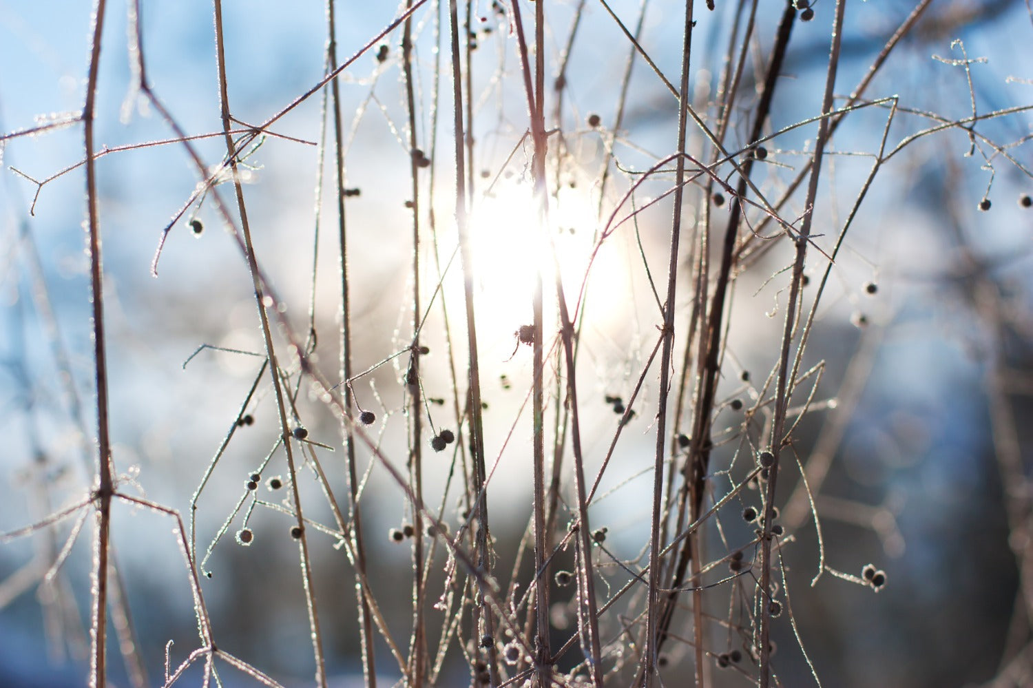 Structuurplanten in de winter