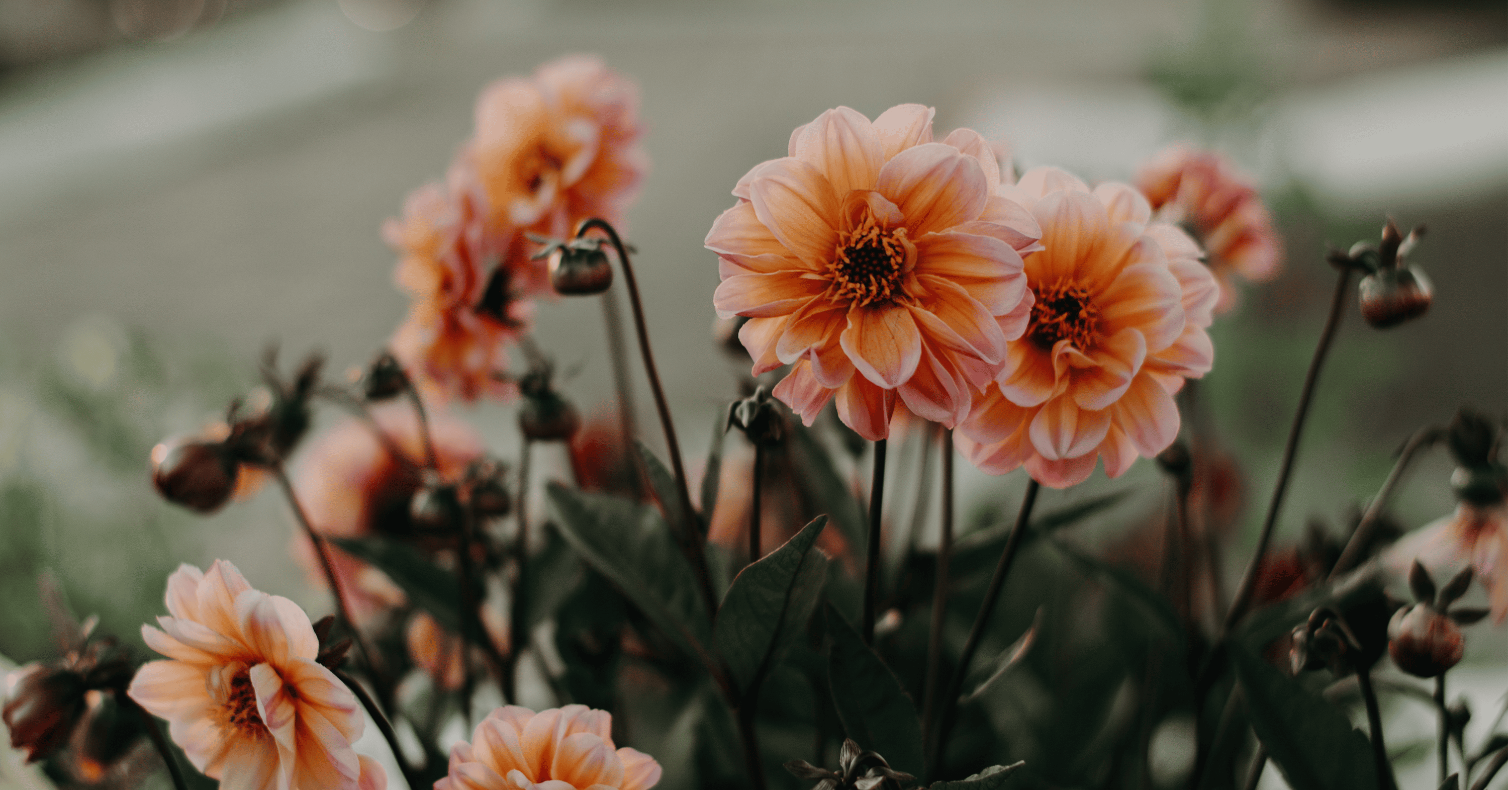 Dahlia in bloei