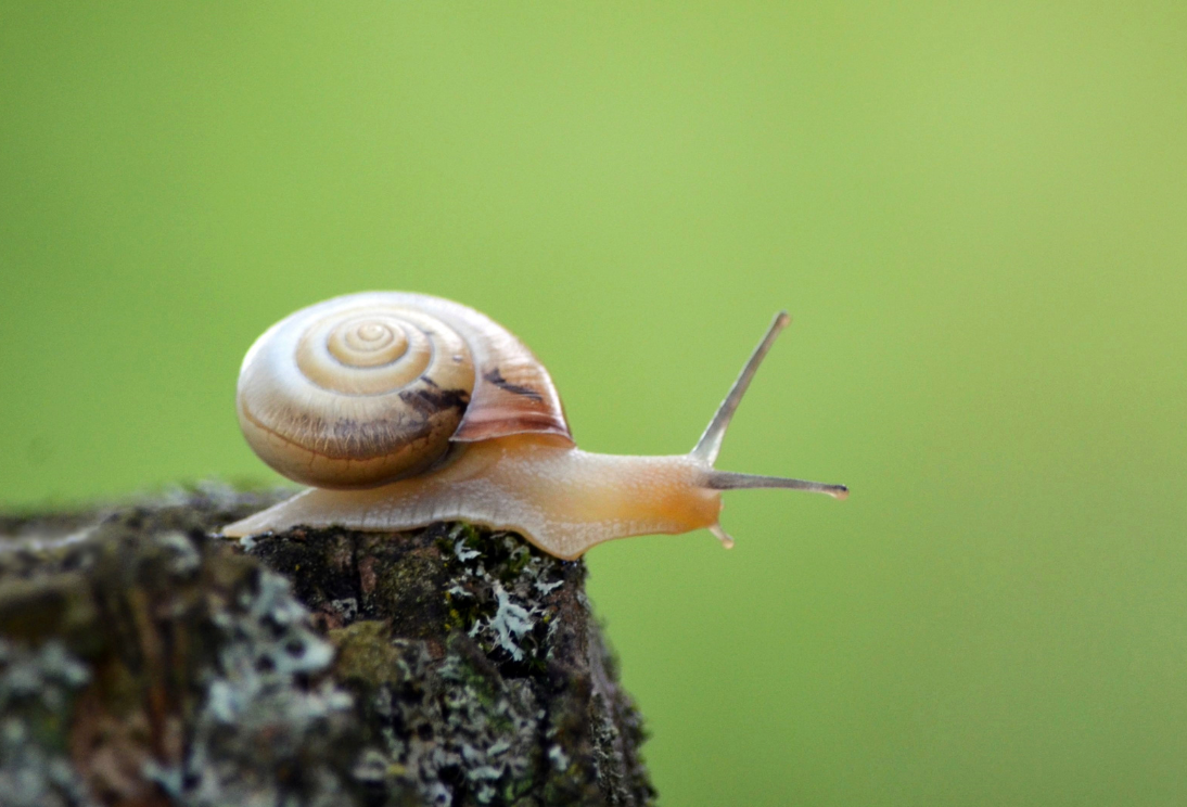 Close-up of a snail on a branch, exploring the moes- en pluktuin, highlighting plaagdieren.