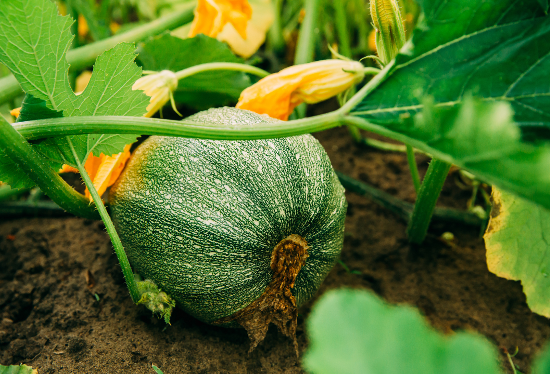 Een groene pompoen tussen bladeren en bloemen in de tuin, juli tips voor zaaien en tomaten trillen.