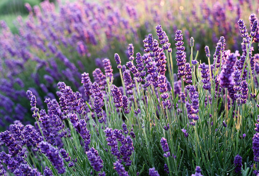 Lavendel