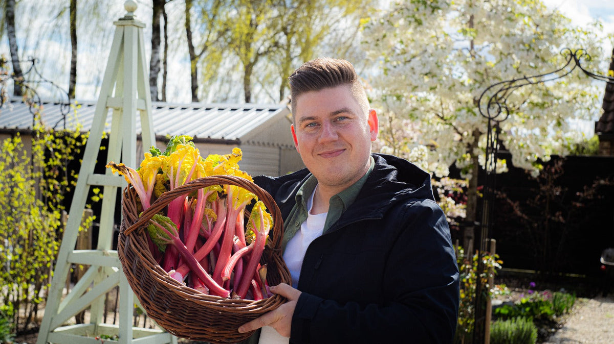 Angelo houdt gebleekte rabarber vast