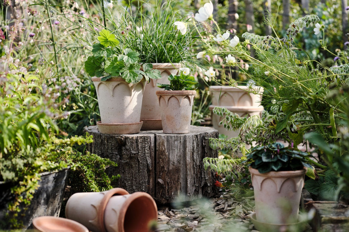 groenten en kruiden die in een pot groeien buiten