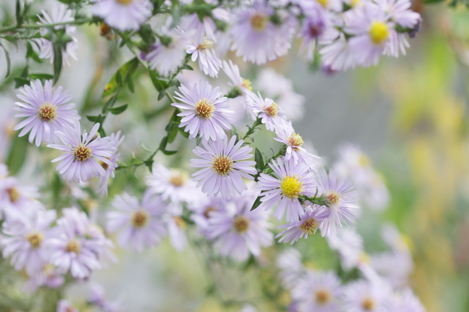 herfstaster in de najaarsborder voor meer kleur
