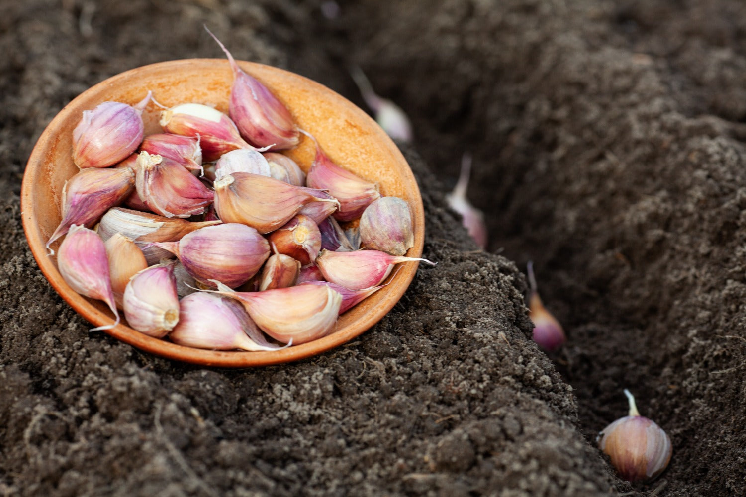 knoflook planten in de tuin