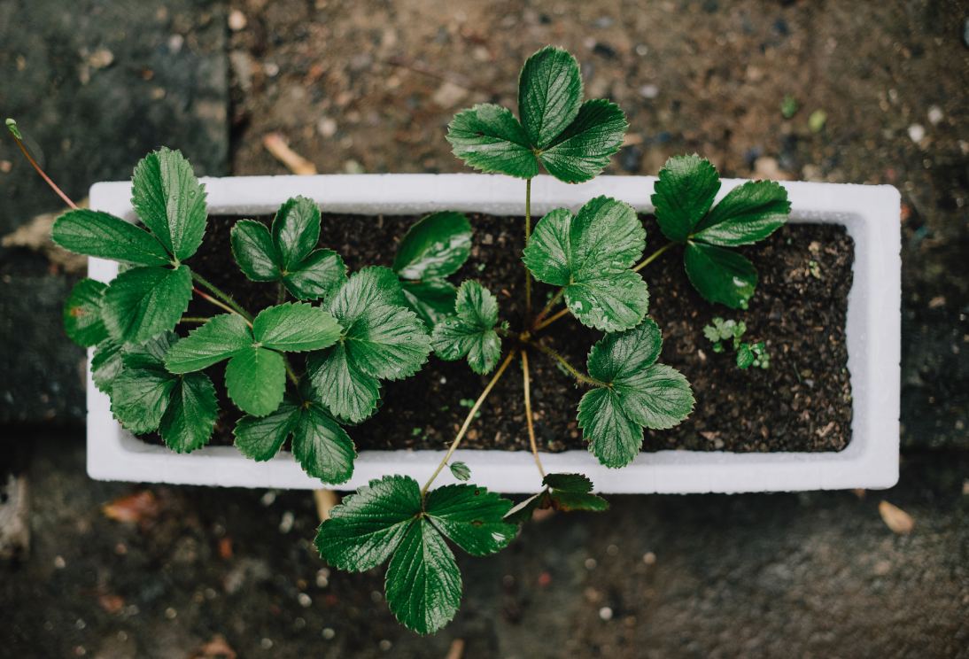 Aardbeiplantjes