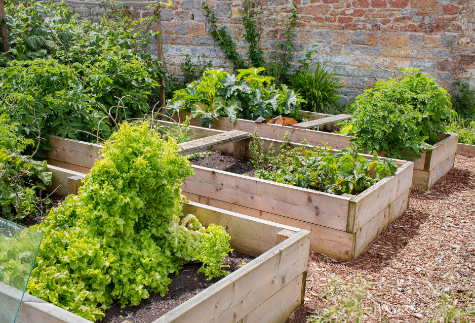 Moestuin in verhoogde bakken