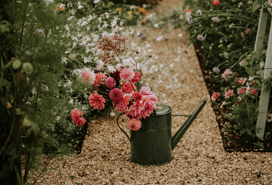 Dahlia guide: all about the most beautiful summer bloomer in the garden