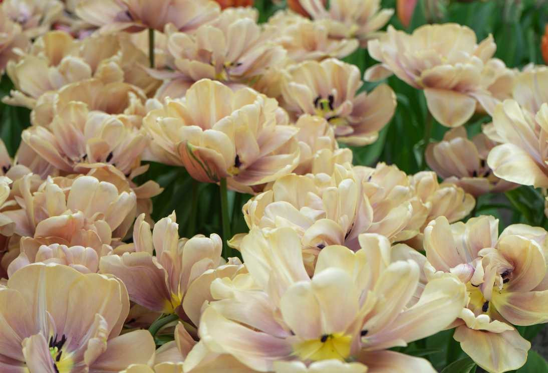 Prachtige uitgebloeide bloembollen in de tuin voor mei, ideale tuintips voor een prachtweer.