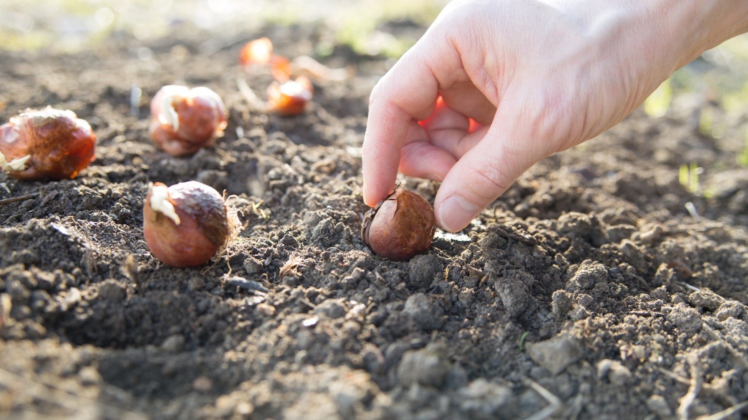 Bollen planten in oktober