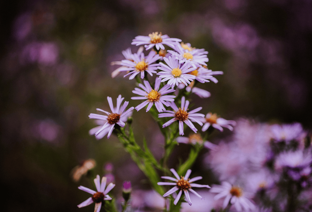 Aster