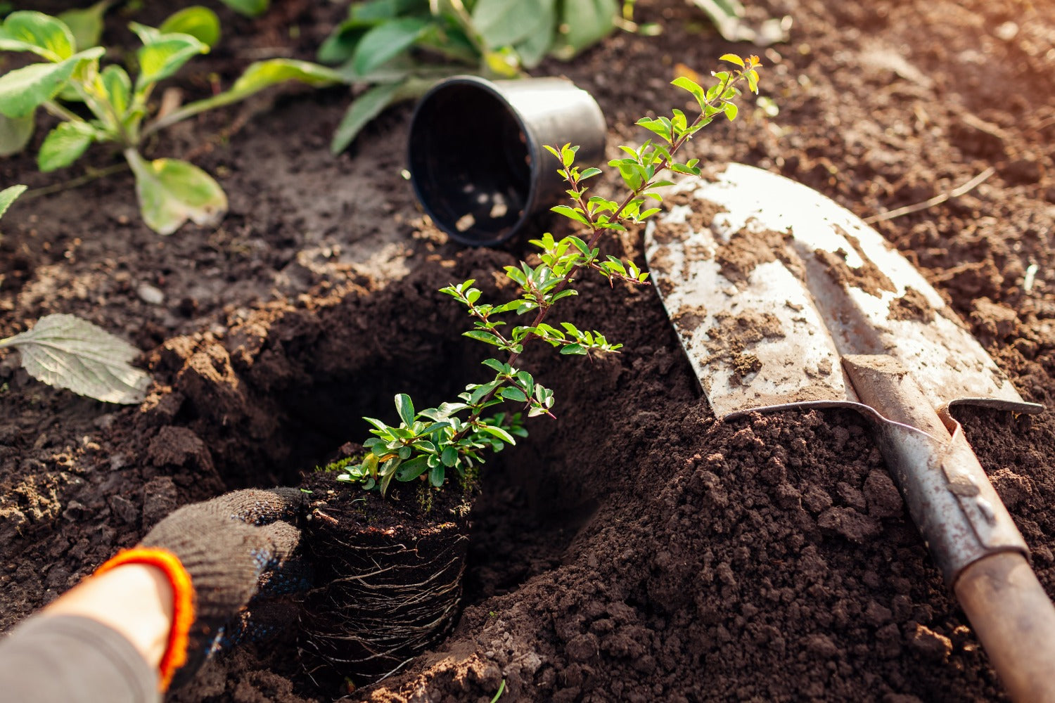 planten en verplanten in de tuin