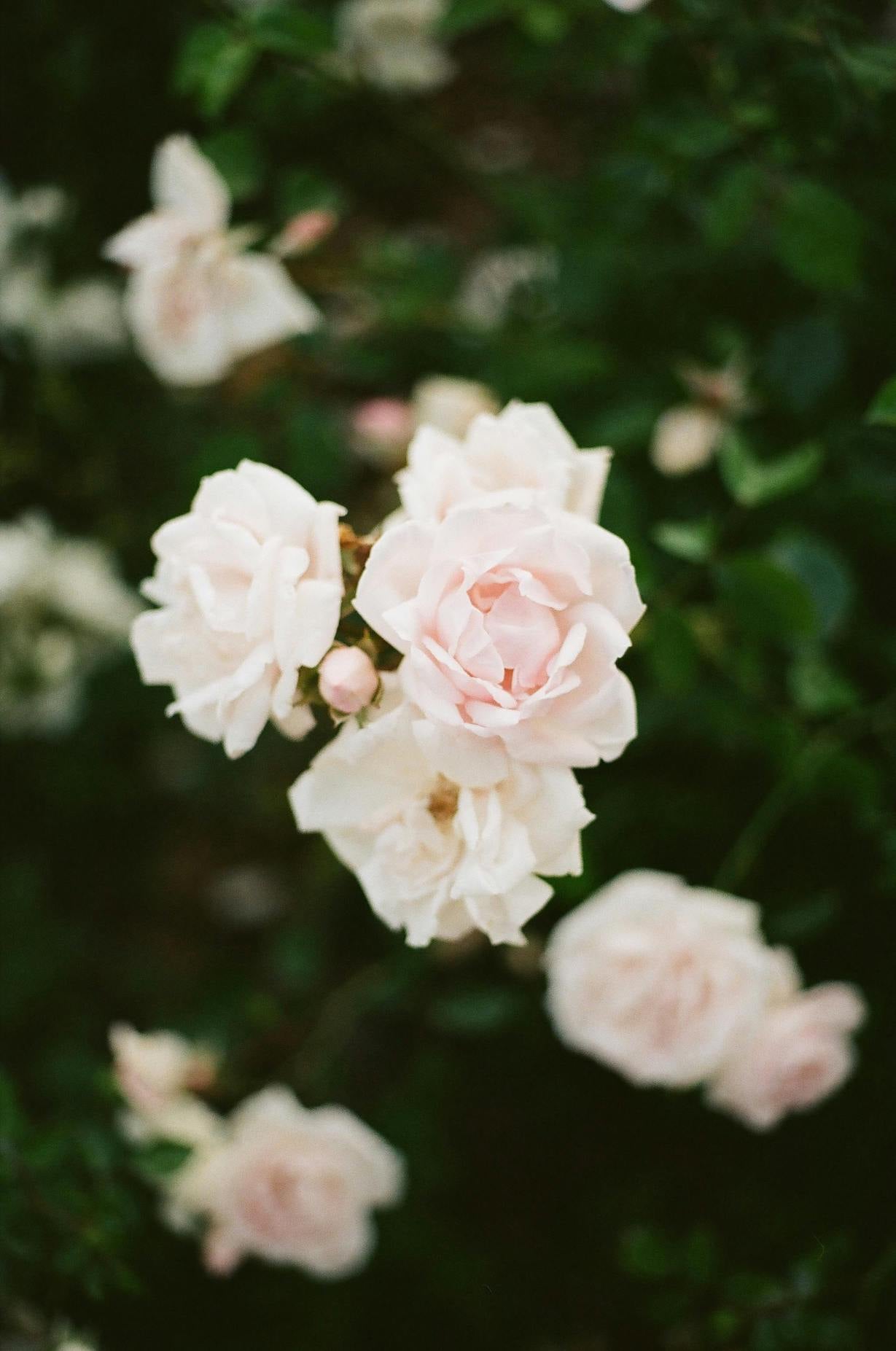 Waarom je nu rozen kan planten met blote wortel