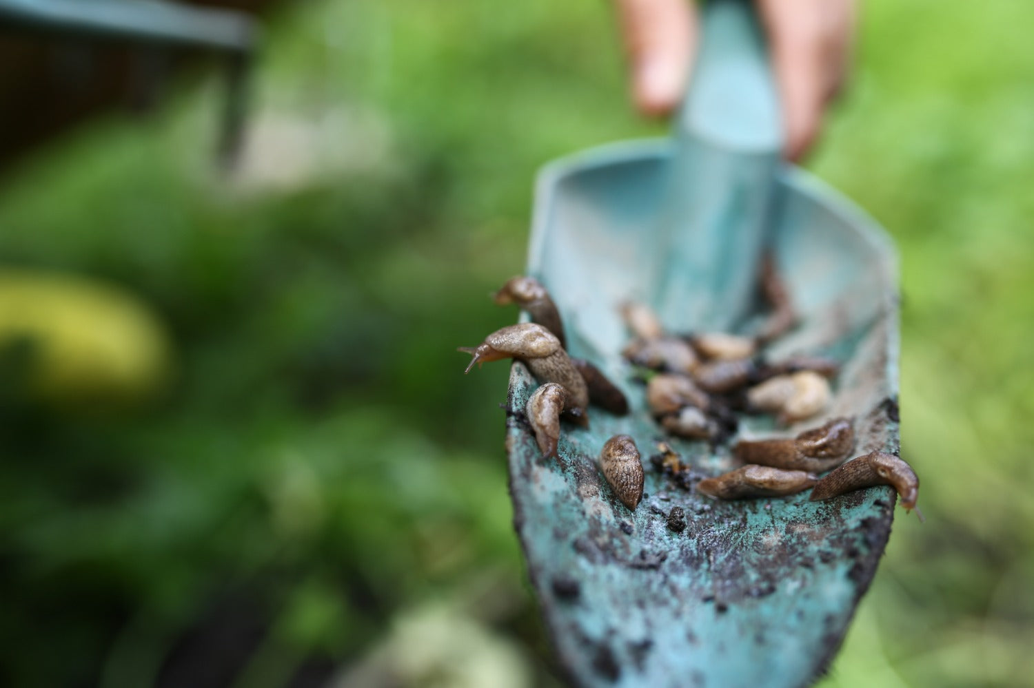 naaktslakken op plantschopje in de tuin