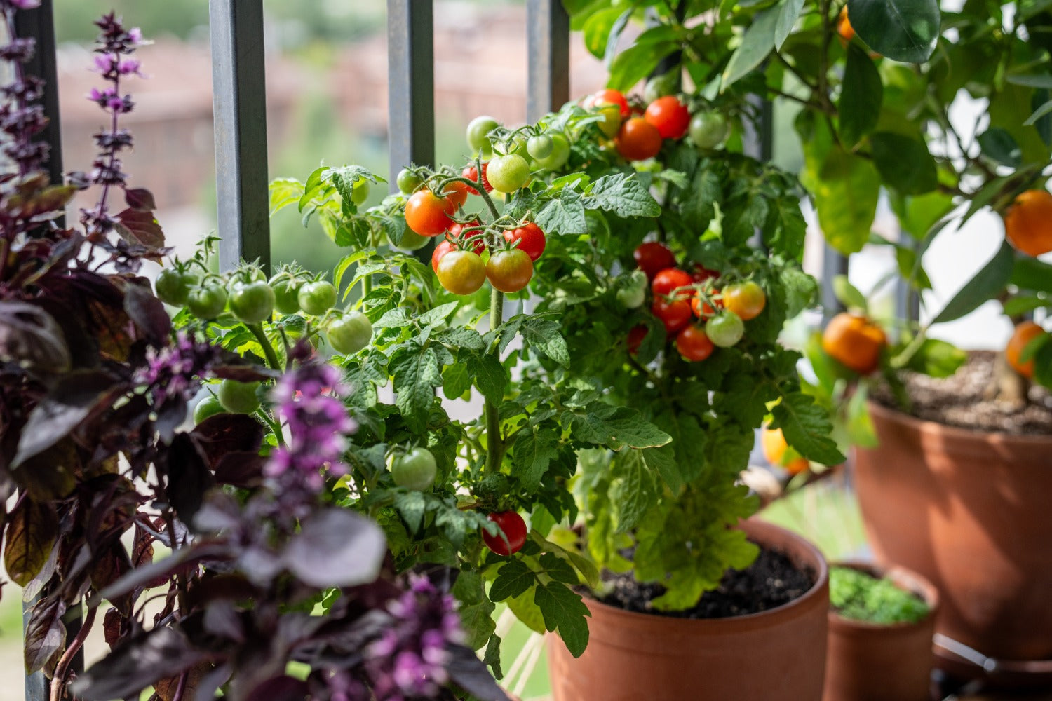 tomaten die op een balkon of terras groeien