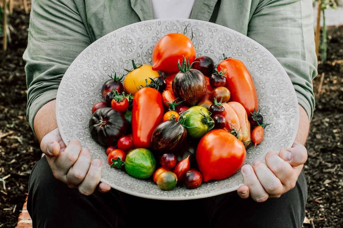 tomatenzaden oogsten