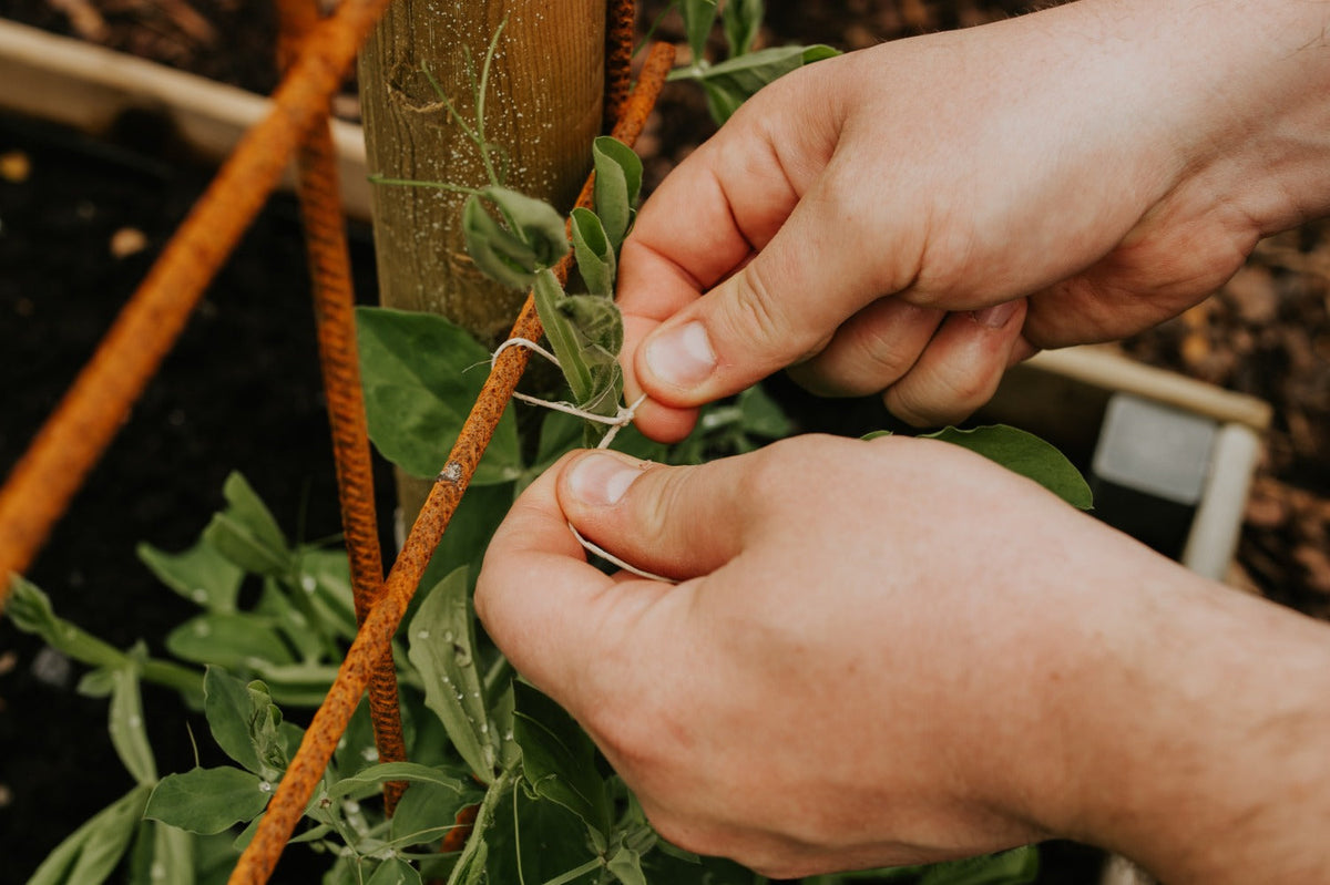 lathyrus vastbinden met touw