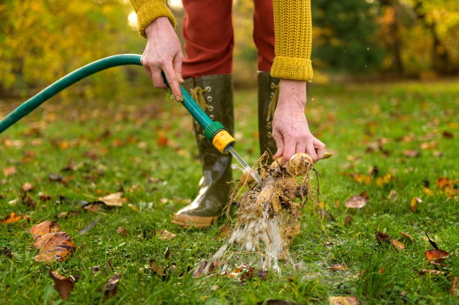 tuinklusjes november dahlia's rooien 