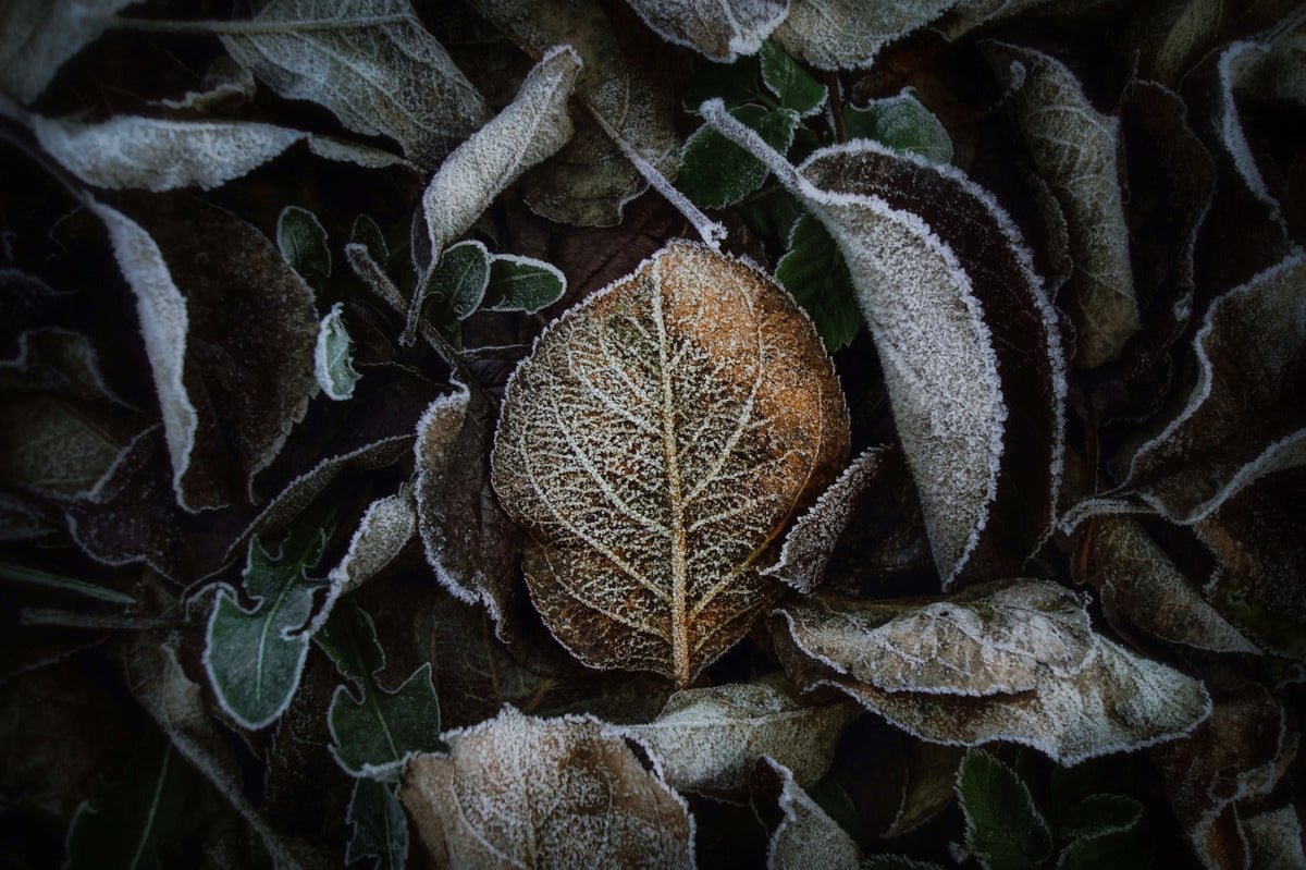 afgevallen bladeren in de tuin