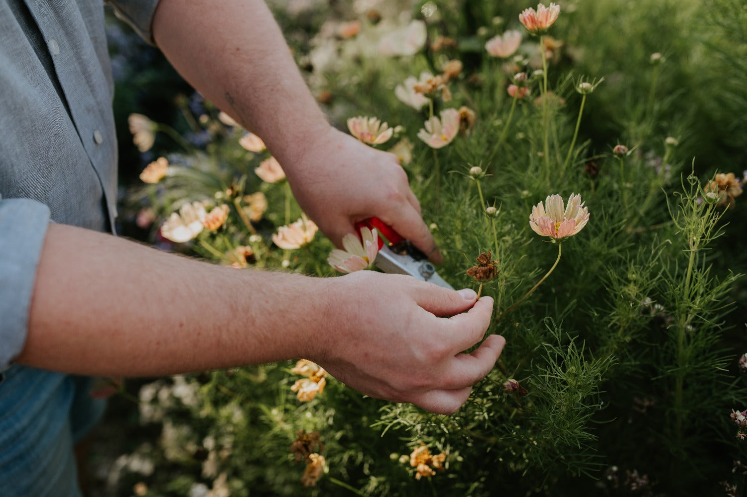 uitgebloeide bloemen verwijderen